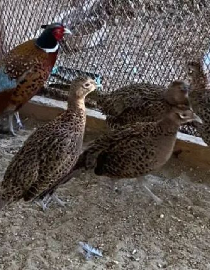 فزن منتج للبيع